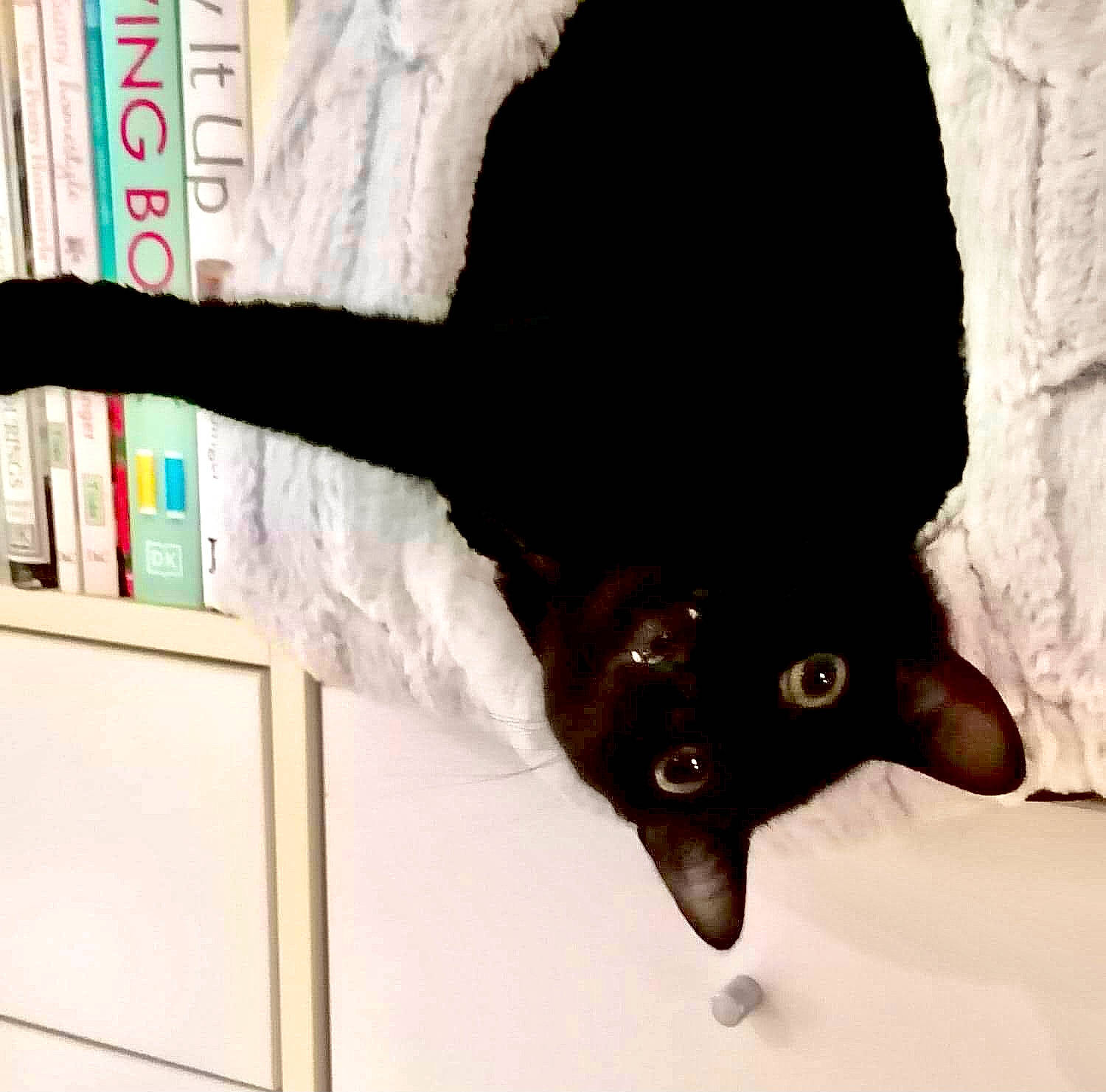 Willow is registered to the contest to win money with this photo: bat, black_cat, bombay, canidae, carnivore, cat, claw, dog_breed, domestic_short_haired_cat, felidae, fur, gesture, havana_brown, liver, small_to_medium_sized_cats, snout, sporting_group, tail, terrestrial_animal, whiskers