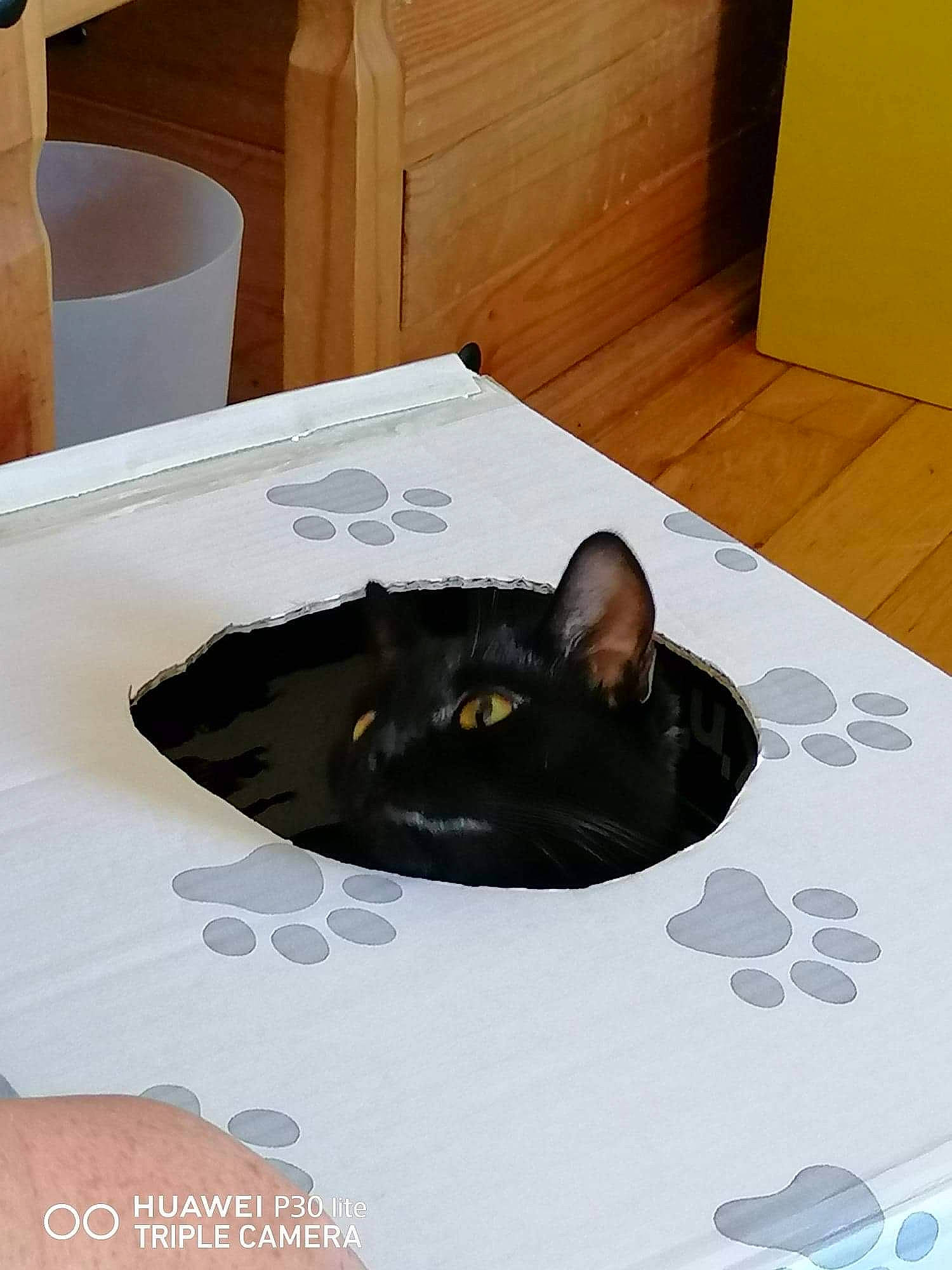 Willow is registered to the contest to win money with this photo: black_cat, bombay, carnivore, cat, comfort, dog_breed, felidae, floor, flooring, fur, hardwood, linens, paper_product, rectangle, room, small_to_medium_sized_cats, snout, tail, whiskers, wood