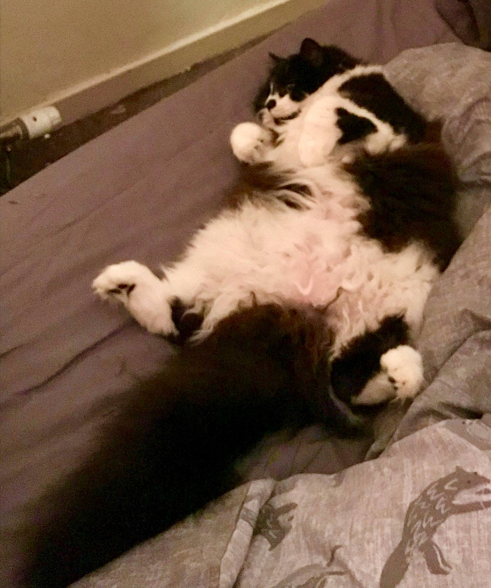 Bramble joined the competition — help win amazing prizes! canidae, carnivore, cat, claw, comfort, companion_dog, dog_breed, domestic_short_haired_cat, felidae, flooring, fur, hardwood, paw, small_to_medium_sized_cats, tail, terrestrial_animal, whiskers, wood