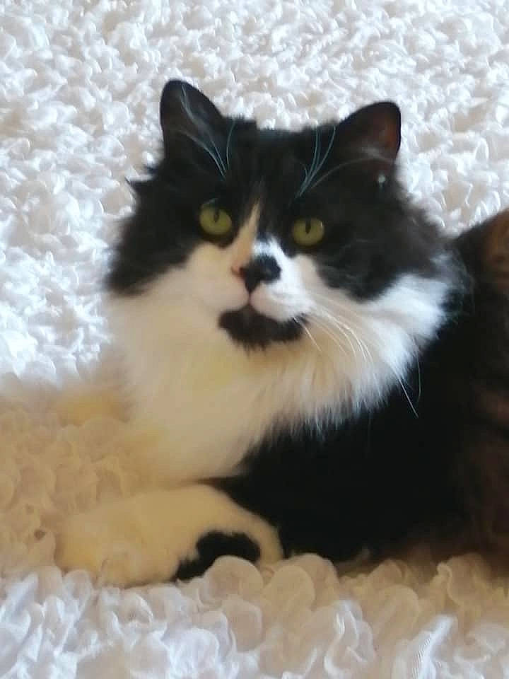 Bramble is registered to the contest to win money with this photo: carnivore, cat, claw, domestic_short_haired_cat, eye, felidae, fur, paw, sitting, small_to_medium_sized_cats, snout, tail, terrestrial_animal, whiskers