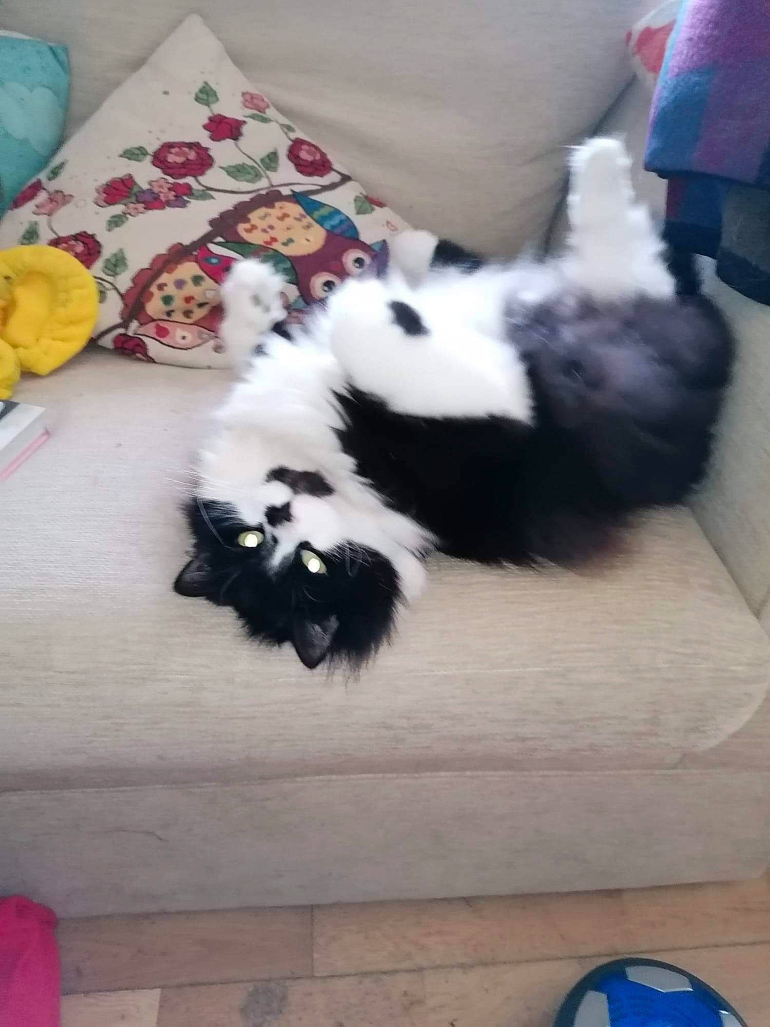 Bramble is registered to the contest to win money with this photo: blue, canidae, carnivore, comfort, companion_dog, dog_breed, felidae, floor, flooring, fur, hardwood, linens, non_sporting_group, pattern, paw, room, small_to_medium_sized_cats, sporting_group, tail, wood