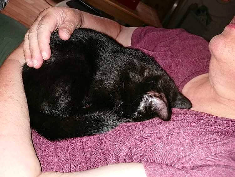 Willow joined the competition — help win amazing prizes! carnivore, cat, claw, comfort, companion_dog, dog_breed, domestic_short_haired_cat, ear, felidae, finger, fur, gesture, hand, lap, nail, paw, small_to_medium_sized_cats, snout, tail, whiskers