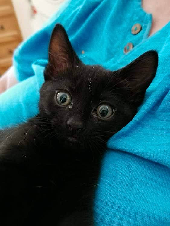 Willow joined the competition — help win amazing prizes! black_cat, carnivore, cat, comfort, domestic_short_haired_cat, ear, electric_blue, felidae, fur, grey, iris, sleeve, small_to_medium_sized_cats, snout, whiskers