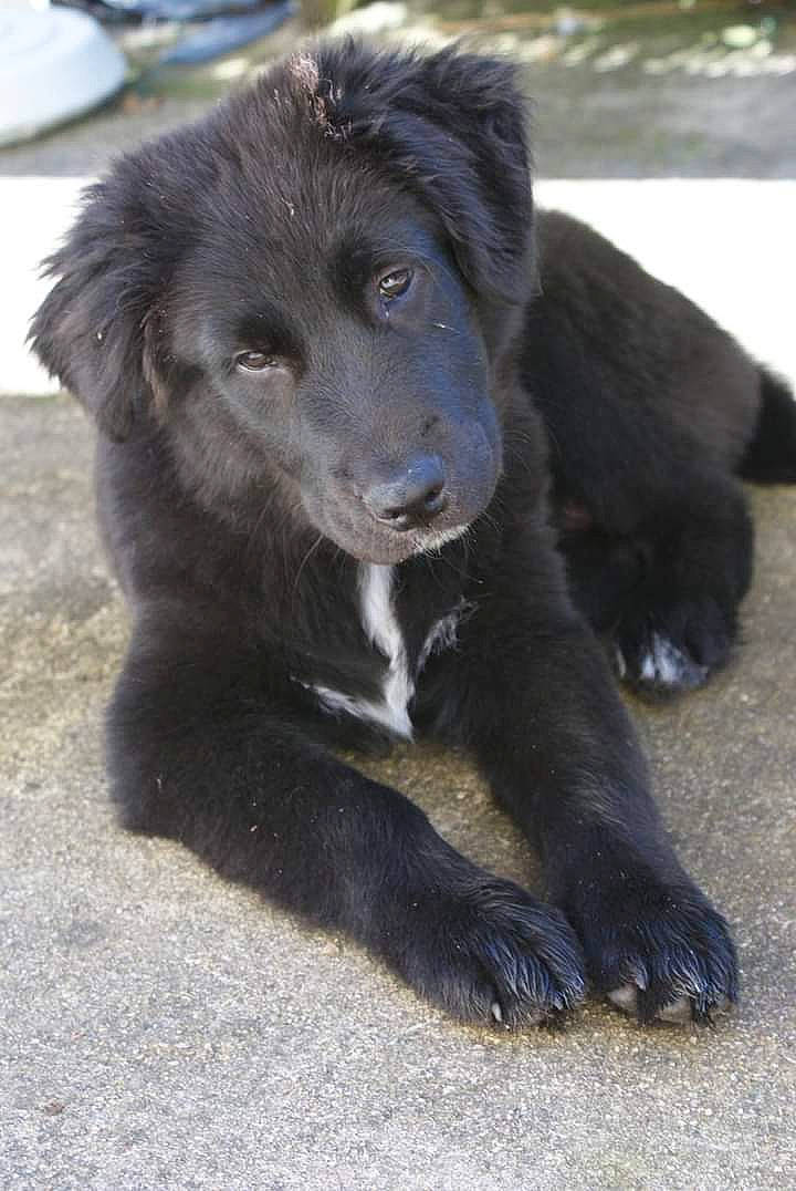 Loki a rejoint le concours — aidez-le/la à gagner de superbes lots ! borador, carnivore, companion_dog, dog, dog_breed, fur, snout, sporting_group, street_dog, terrestrial_animal, working_animal, working_dog