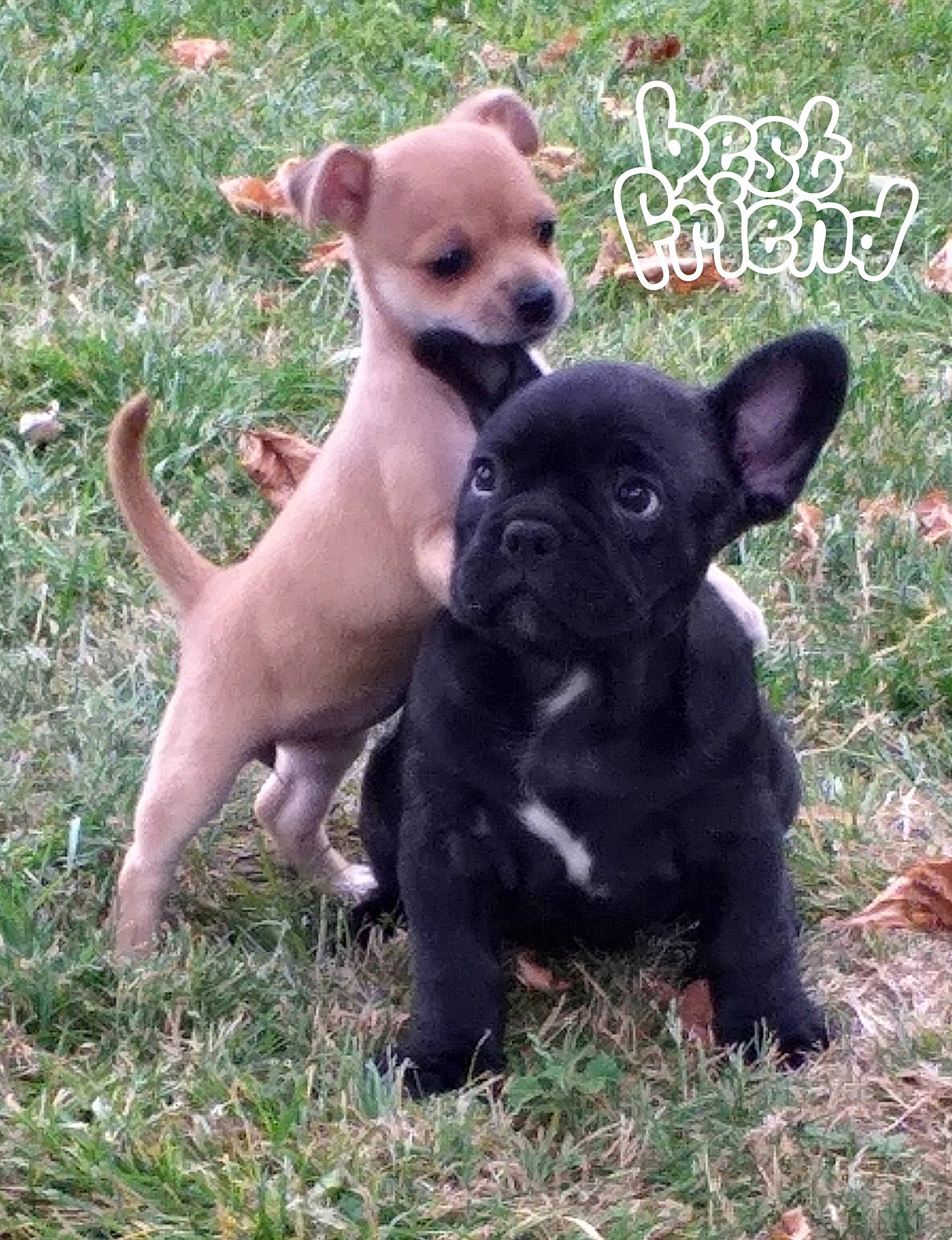 Petit Sam a rejoint le concours — aidez-le/la à gagner de superbes lots ! canidae, carnivore, companion_dog, dog, dog_breed, fawn, french_bulldog, grass, mammal, non_sporting_group, puppy, rare_breed_dog, snout, sporting_group, staffordshire_bull_terrier, toy_bulldog, vertebrate