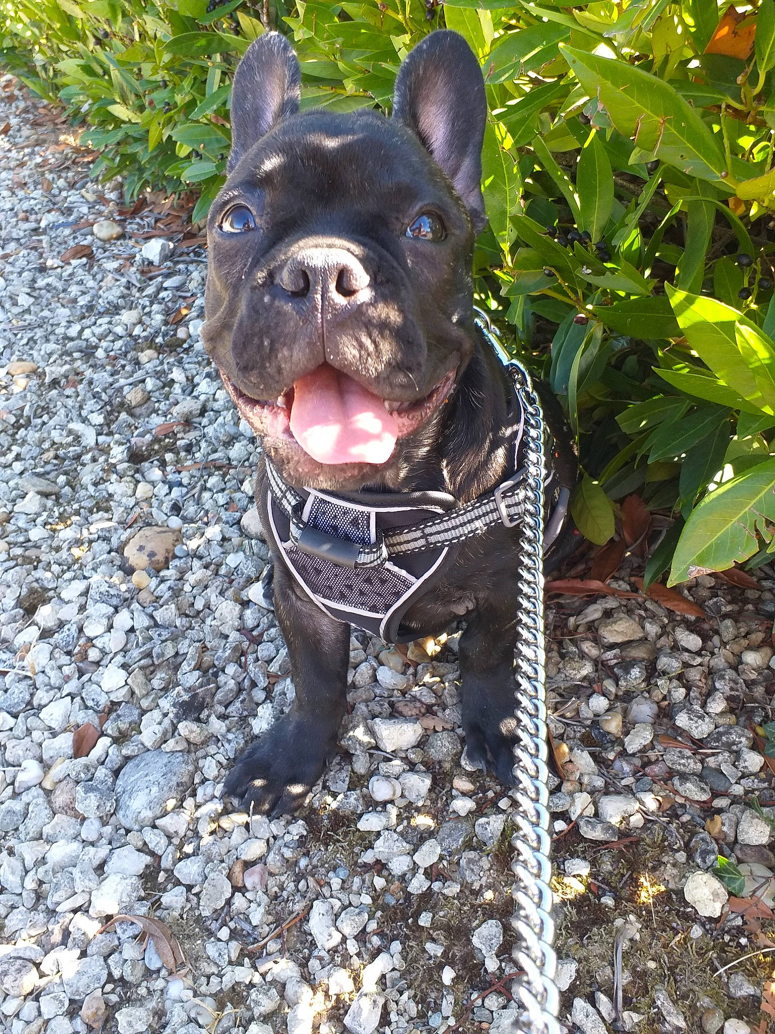 Petit Sam participe au concours pour gagner de l'argent avec cette photo : american_pit_bull_terrier, american_staffordshire_terrier, bulldog, canidae, carnivore, collar, companion_dog, dog, dog_breed, dog_collar, fawn, french_bulldog, leash, mammal, molosser, non_sporting_group, rare_breed_dog, snout, toy_bulldog, vertebrate