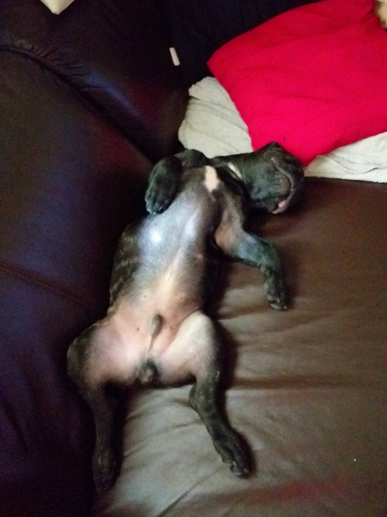 Petit Sam participe au concours pour gagner de l'argent avec cette photo : canidae, carnivore, dog, dog_breed, fawn, french_bulldog, non_sporting_group, puppy, sporting_group, tail, toy_dog