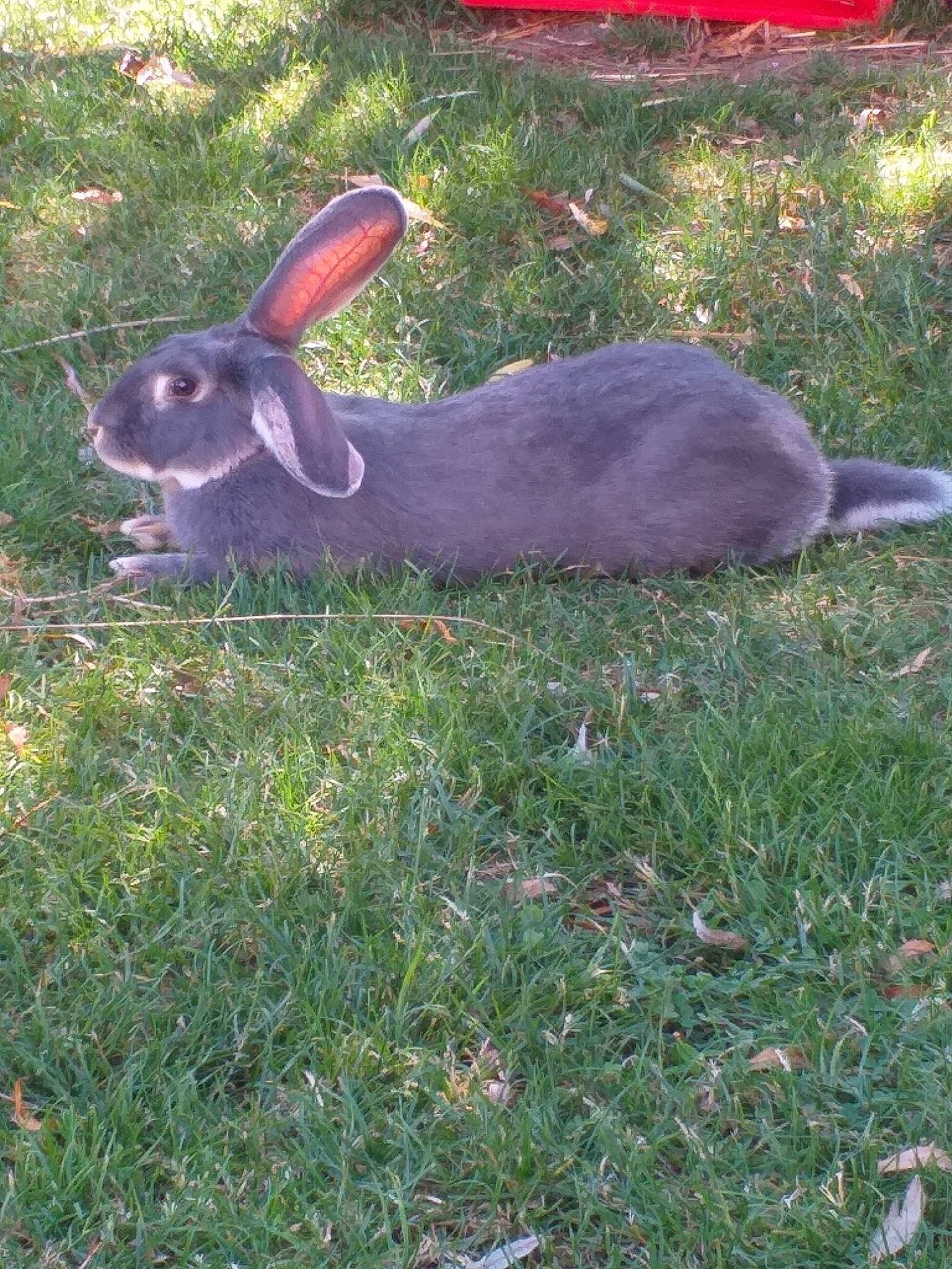 Pimpim a rejoint le concours — aidez-le/la à gagner de superbes lots ! black_tailed_jackrabbit, domestic_rabbit, grass, hare, plant, rabbit, rabbits_and_hares, tail, wildlife, wood_rabbit