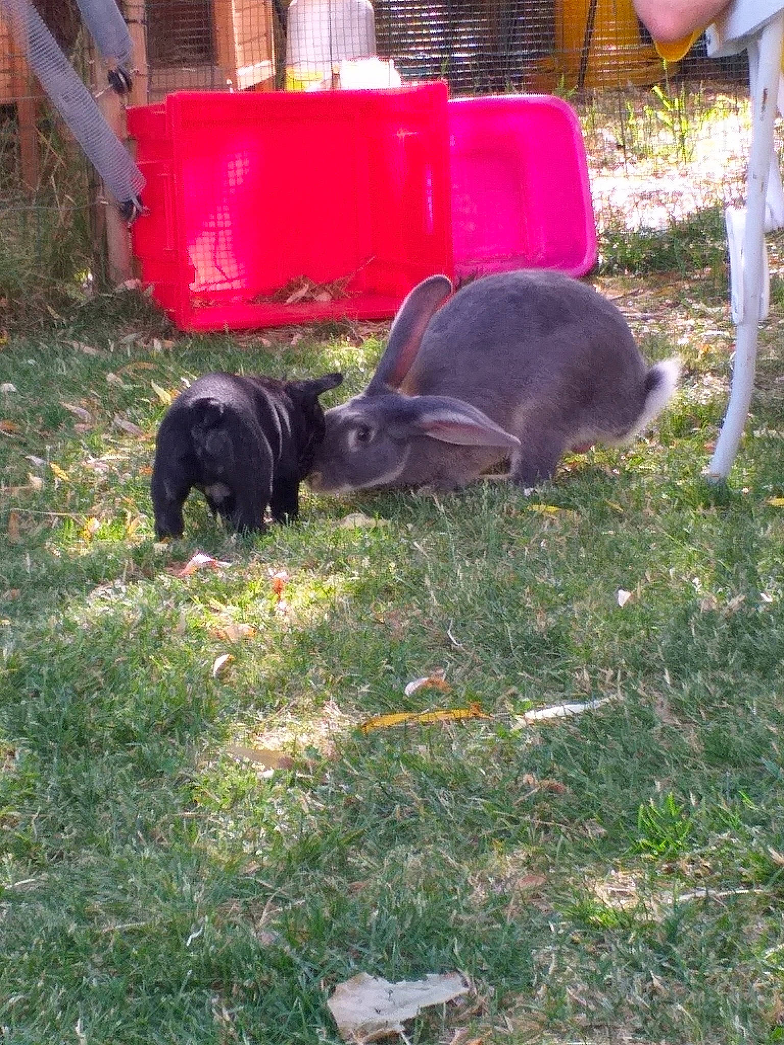 Pimpim a rejoint le concours — aidez-le/la à gagner de superbes lots ! canidae, carnivore, dog, dog_breed, grass, guard_dog, sporting_group, tail