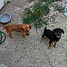 dogs, puppies, canine, brown_dog, black_dog, outdoor, patio, concrete, water_bowl, garden_hose, grass, weeds, backyard, standing, looking_up, floppy_ears, short_hair, pet, animals, daylight