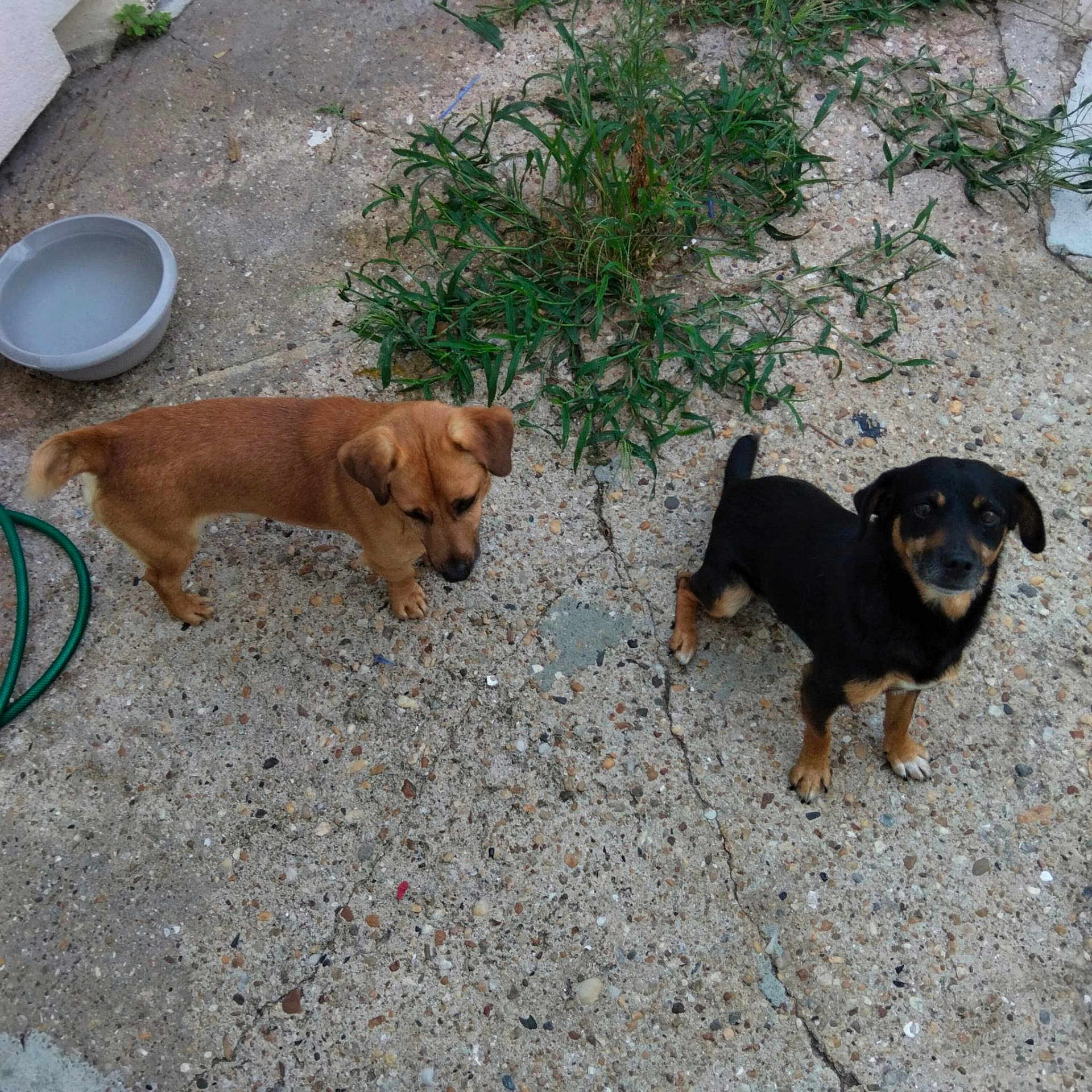 Rex participe au concours pour gagner de l'argent avec cette photo : dogs, puppies, canine, brown_dog, black_dog, outdoor, patio, concrete, water_bowl, garden_hose, grass, weeds, backyard, standing, looking_up, floppy_ears, short_hair, pet, animals, daylight