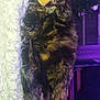 cat, tortoiseshell_cat, sleeping, blanket, cozy, furry, indoor, pet, animal, resting, purple_light, christmas_tree, ornaments, decorations, furniture, home, nighttime, relaxing, soft_texture, cute