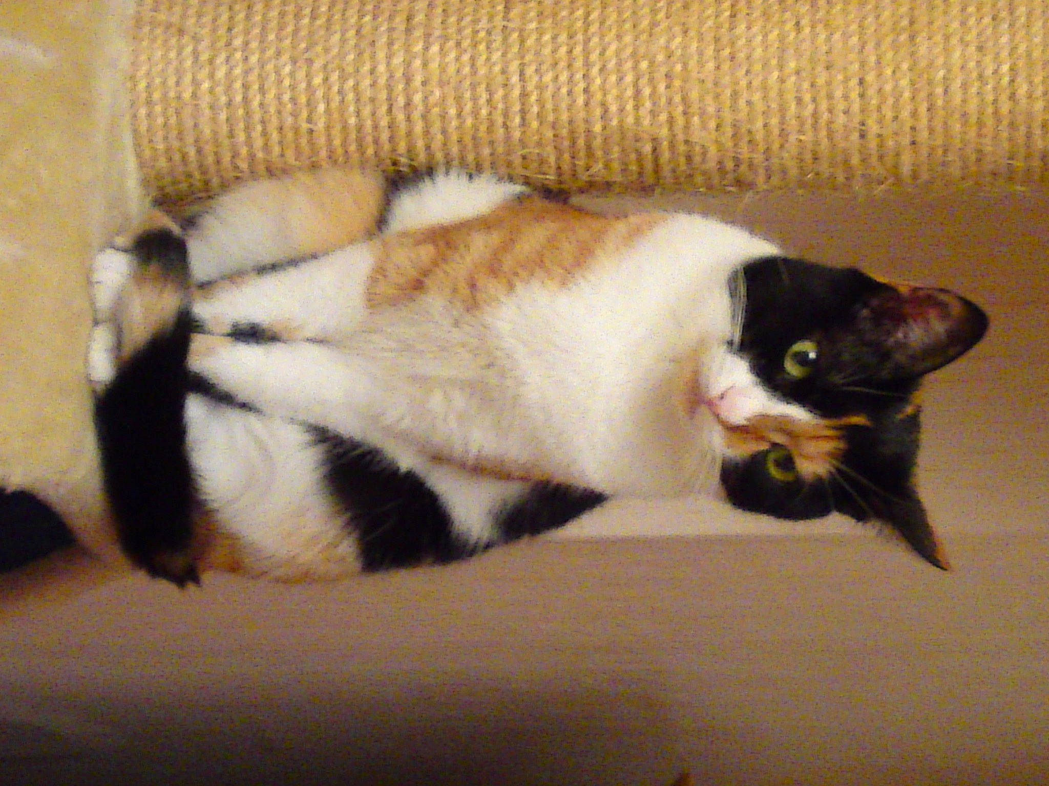 Larissa a rejoint le concours — aidez-le/la à gagner de superbes lots ! carnivore, cat, claw, comfort, domestic_short_haired_cat, felidae, fur, paw, small_to_medium_sized_cats, tail, whiskers