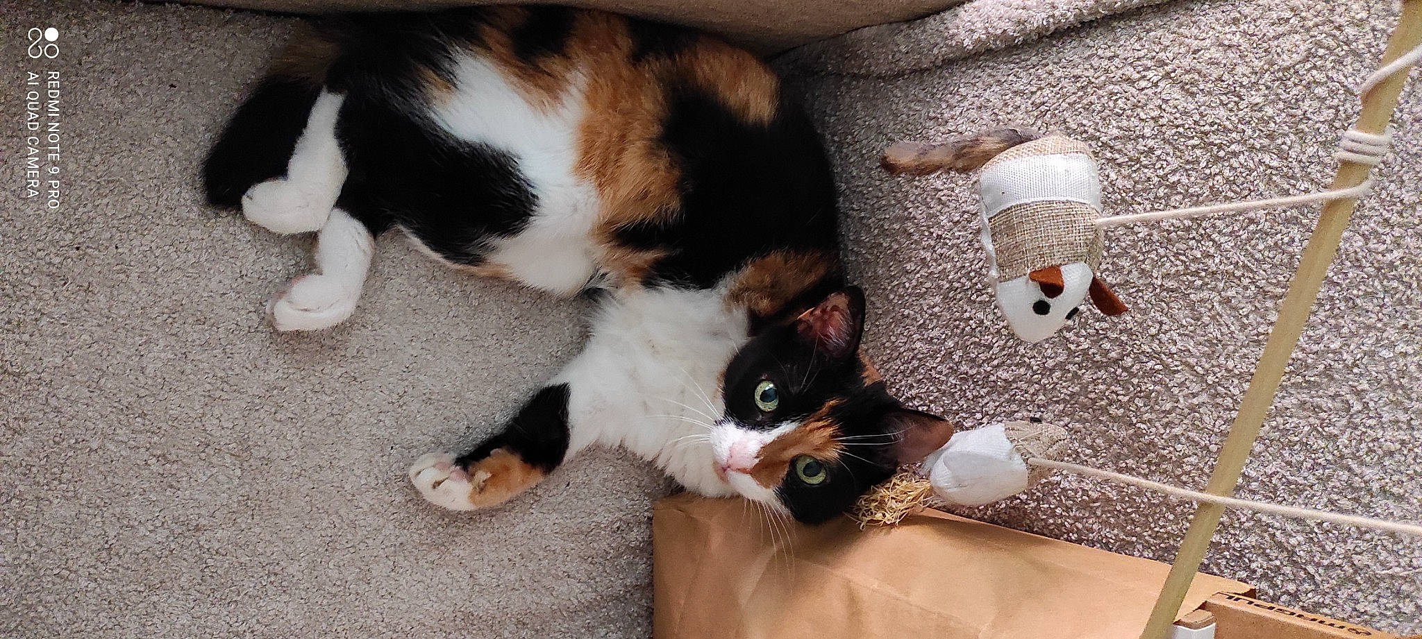 Larissa participe au concours pour gagner de l'argent avec cette photo : canidae, carmine, carnivore, cat, claw, comfort, domestic_short_haired_cat, fawn, felidae, flooring, fur, lap, mammal, paw, small_to_medium_sized_cats, tail, toy, vertebrate, whiskers, wood