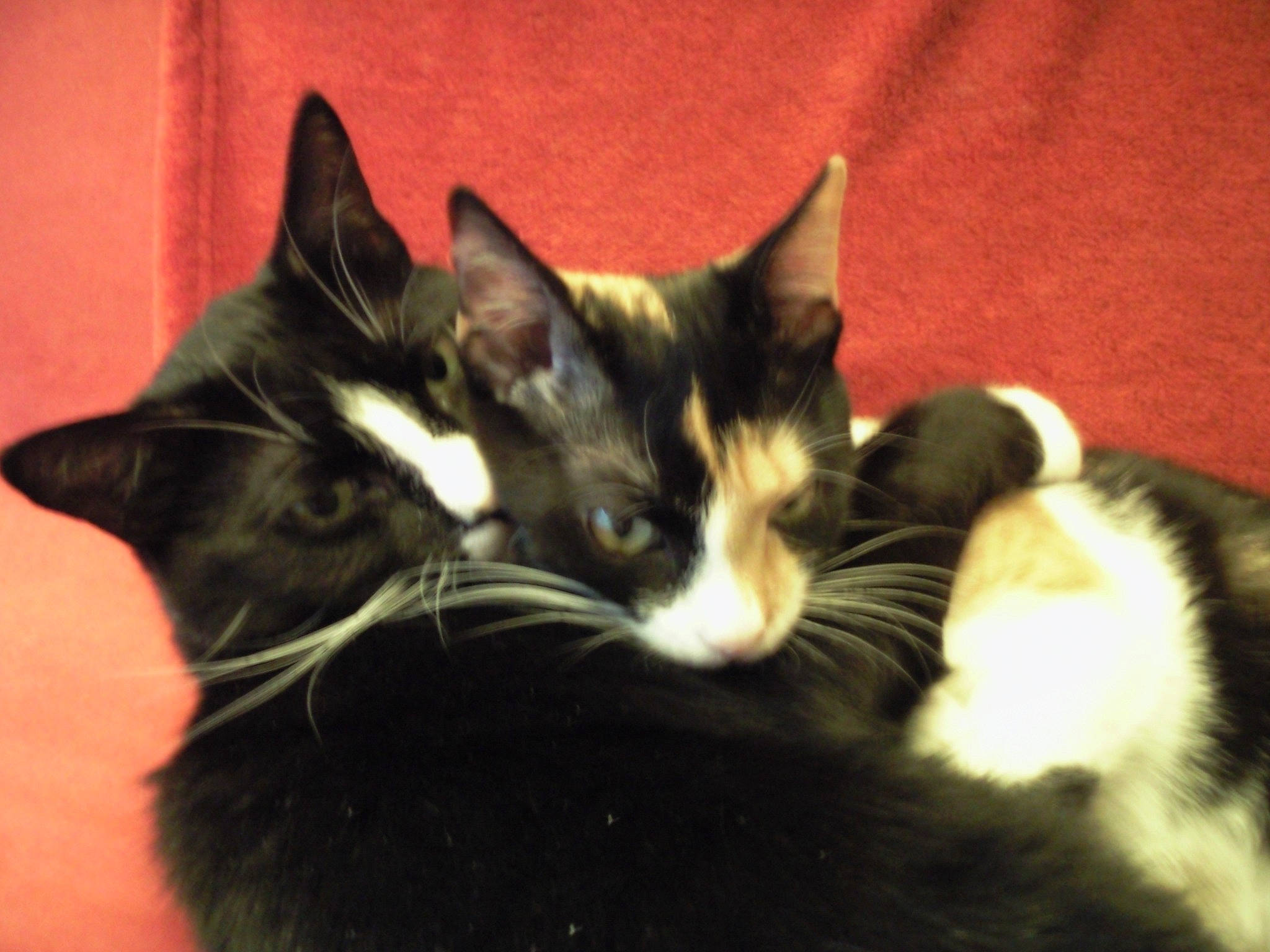 Larissa participe au concours pour gagner de l'argent avec cette photo : carnivore, cat, claw, comfort, domestic_short_haired_cat, ear, felidae, fur, paw, small_to_medium_sized_cats, snout, tail, whiskers