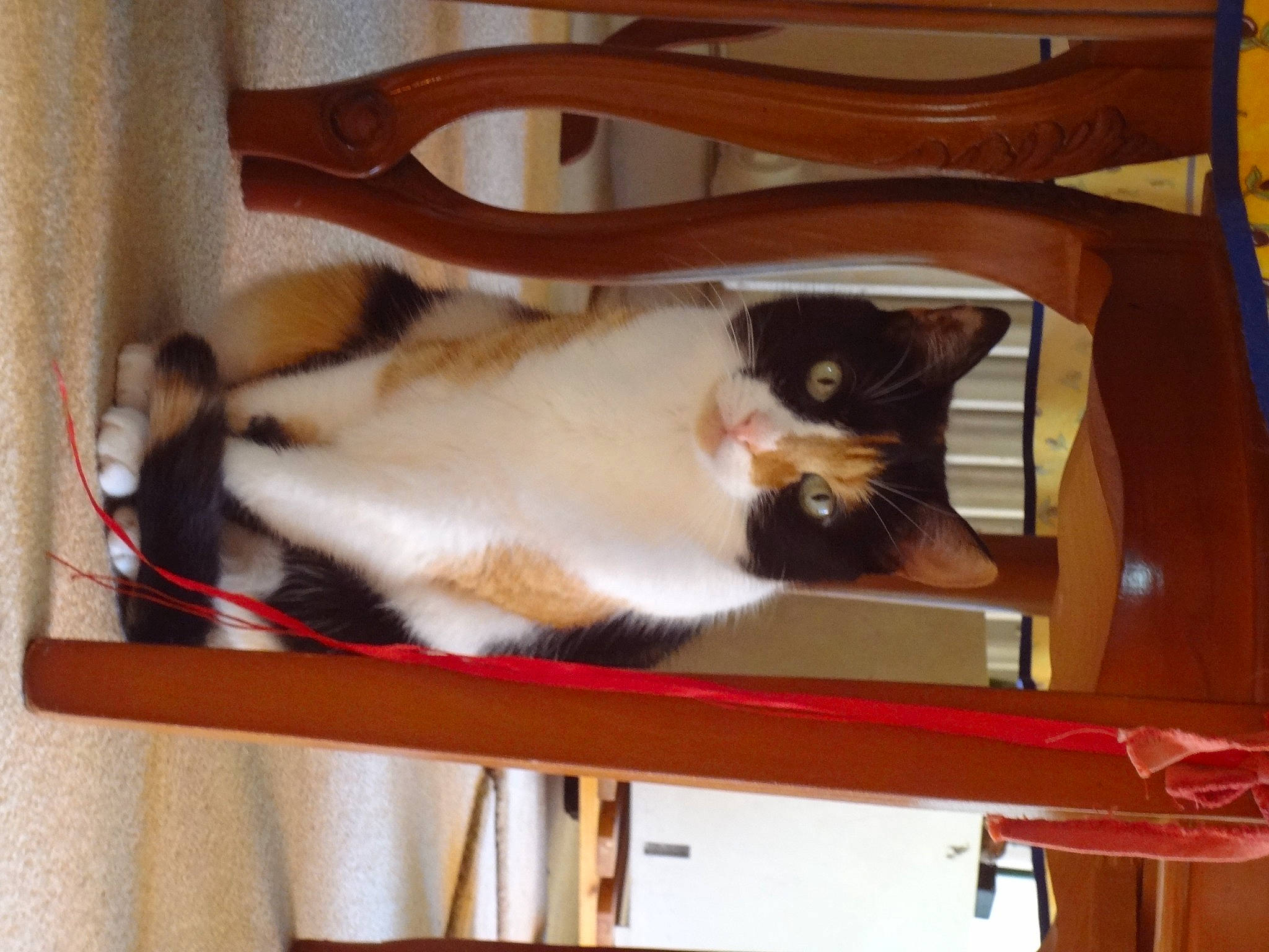 Larissa a rejoint le concours — aidez-le/la à gagner de superbes lots ! balinese, carnivore, cat, chair, collar, domestic_short_haired_cat, fawn, felidae, fur, hardwood, metal, paw, pet_supply, plywood, room, small_to_medium_sized_cats, tail, whiskers, window, wood