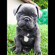 Verlaine a rejoint le concours — aidez-le/la à gagner de superbes lots ! animal, architecture, backyard, boxer, building, bulldog, canine, dog, frenchbulldog, grass, nature, outdoors, pet, pitbull, plant, pug, puppy, shelter, snout, yard