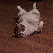 Juicy is registered to the contest to win money with this photo: animal, brown, cat, curious, cute, domestic, floor, fur, home, indoor, lying_down, mammal, paws, pet, playful, relaxed, tabby, whiskers, white, wooden_floor