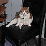 Juicy is registered to the contest to win money with this photo: animal, cables, cat, chair, collar, desk, domestic, feline, floor, home, indoor, leather_chair, looking_at_camera, orange_cat, pet, relaxed, sitting, tag, white_cat, wooden_floor