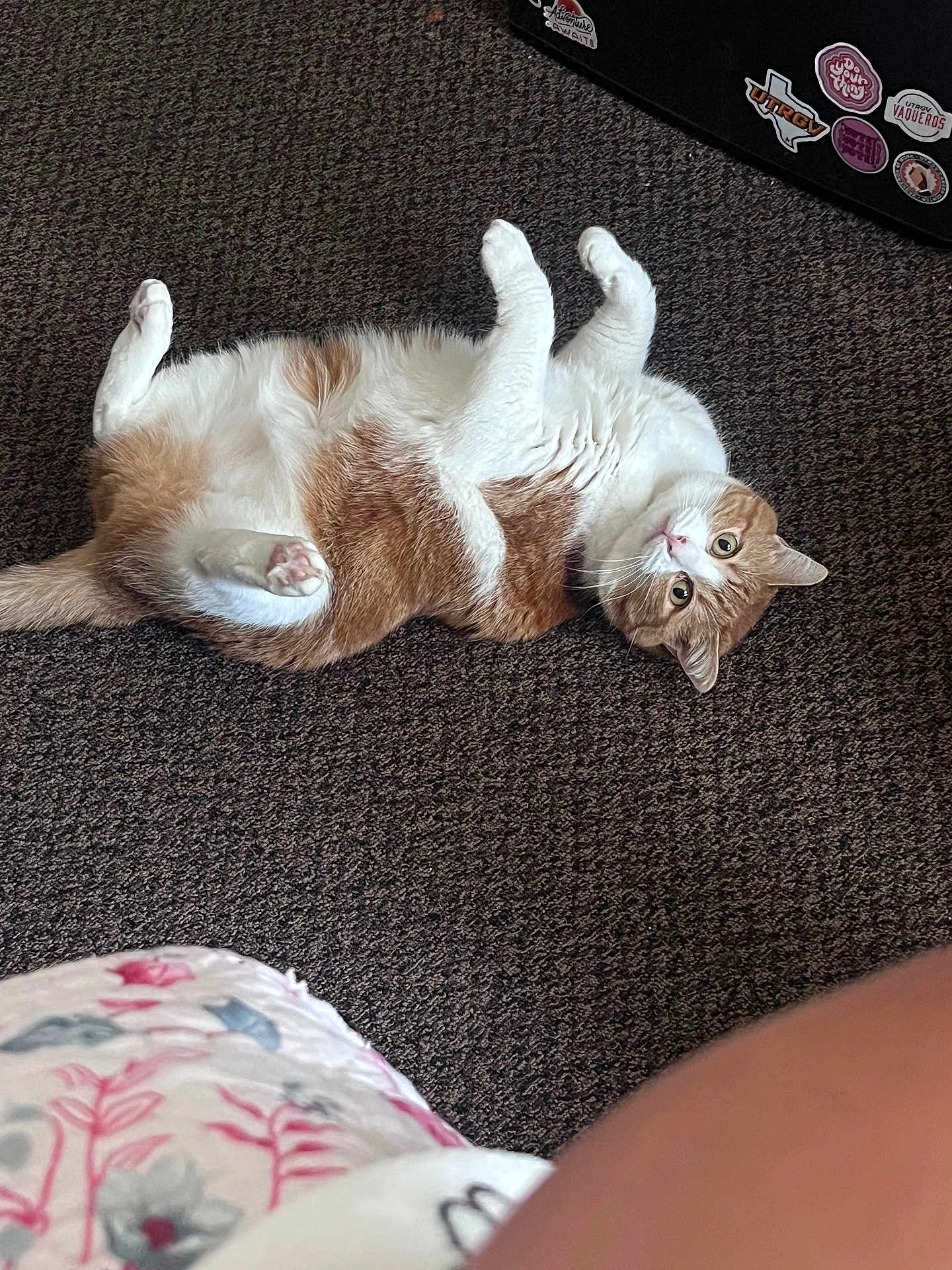 Juicy joined the competition — help win amazing prizes! animal, carpet, cat, curious, cute, feline, fluffy, fur, home, indoor, looking_at_camera, lying_down, mammal, orange_cat, paws_up, person_partial, pet, relaxed, whiskers, white_cat