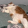 Juicy is registered to the contest to win money with this photo: animal, bed, cat, cozy, cute, domestic_animal, feline, floral_quilt, fur, indoor, mammal, orange_and_white, paw, peaceful, pet, pink_paw, quiet, relaxed, resting, sleeping