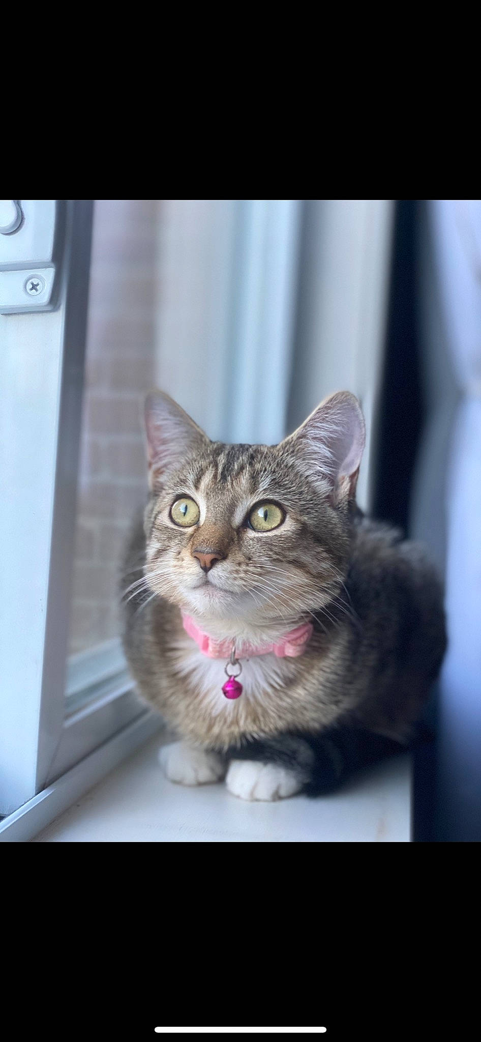 Luna is registered to the contest to win money with this photo: carnivore, cat, collar, domestic_short_haired_cat, felidae, fur, iris, pet_supply, small_to_medium_sized_cats, snout, switch, tabby_cat, whiskers