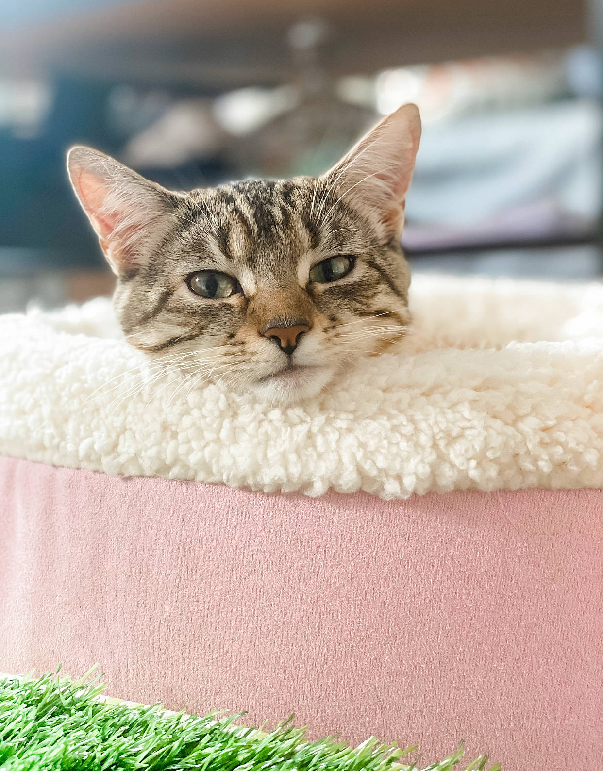 Luna joined the competition — help win amazing prizes! beige, carnivore, cat, cat_bed, cat_furniture, cat_supply, domestic_short_haired_cat, fawn, felidae, fur, home_accessories, linens, pet_supply, small_to_medium_sized_cats, snout, whiskers