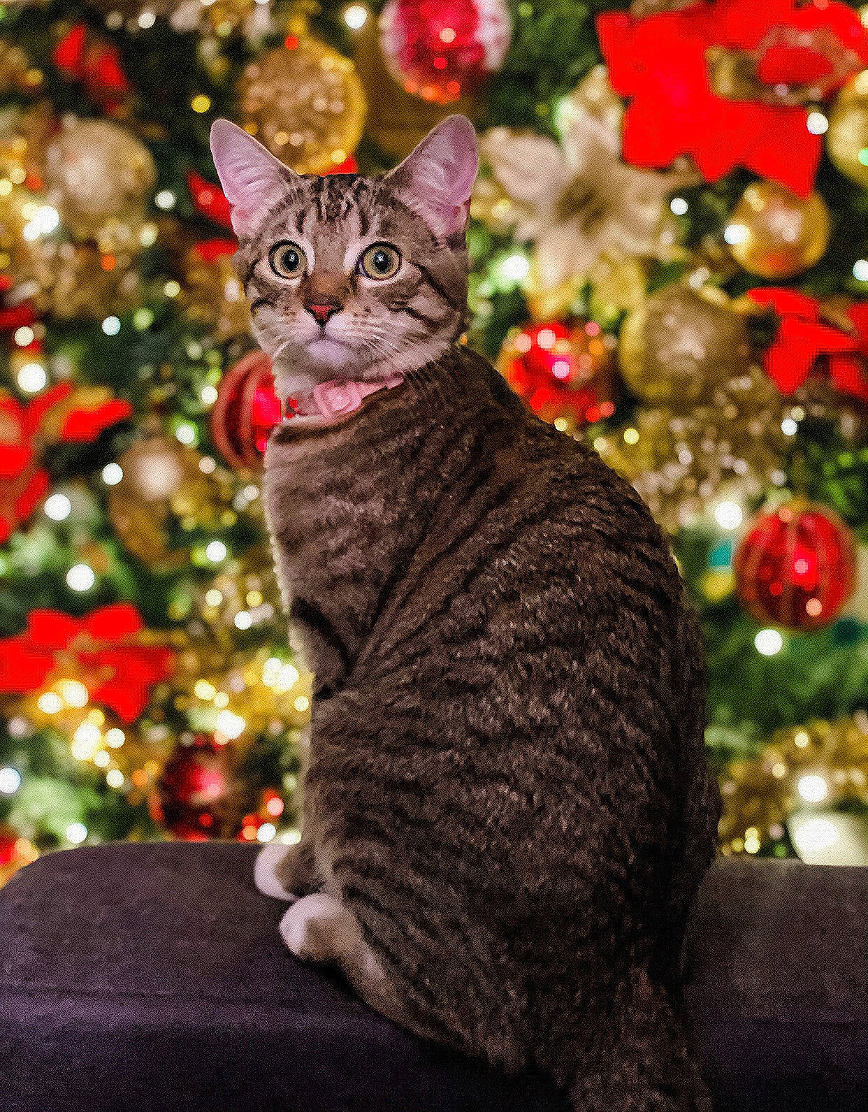 Luna joined the competition — help win amazing prizes! carnivore, cat, christmas, christmas_decoration, christmas_eve, christmas_lights, christmas_ornament, christmas_tree, conifer, felidae, fur, holiday, holiday_ornament, interior_design, organism, ornament, small_to_medium_sized_cats, snout, vertebrate, whiskers