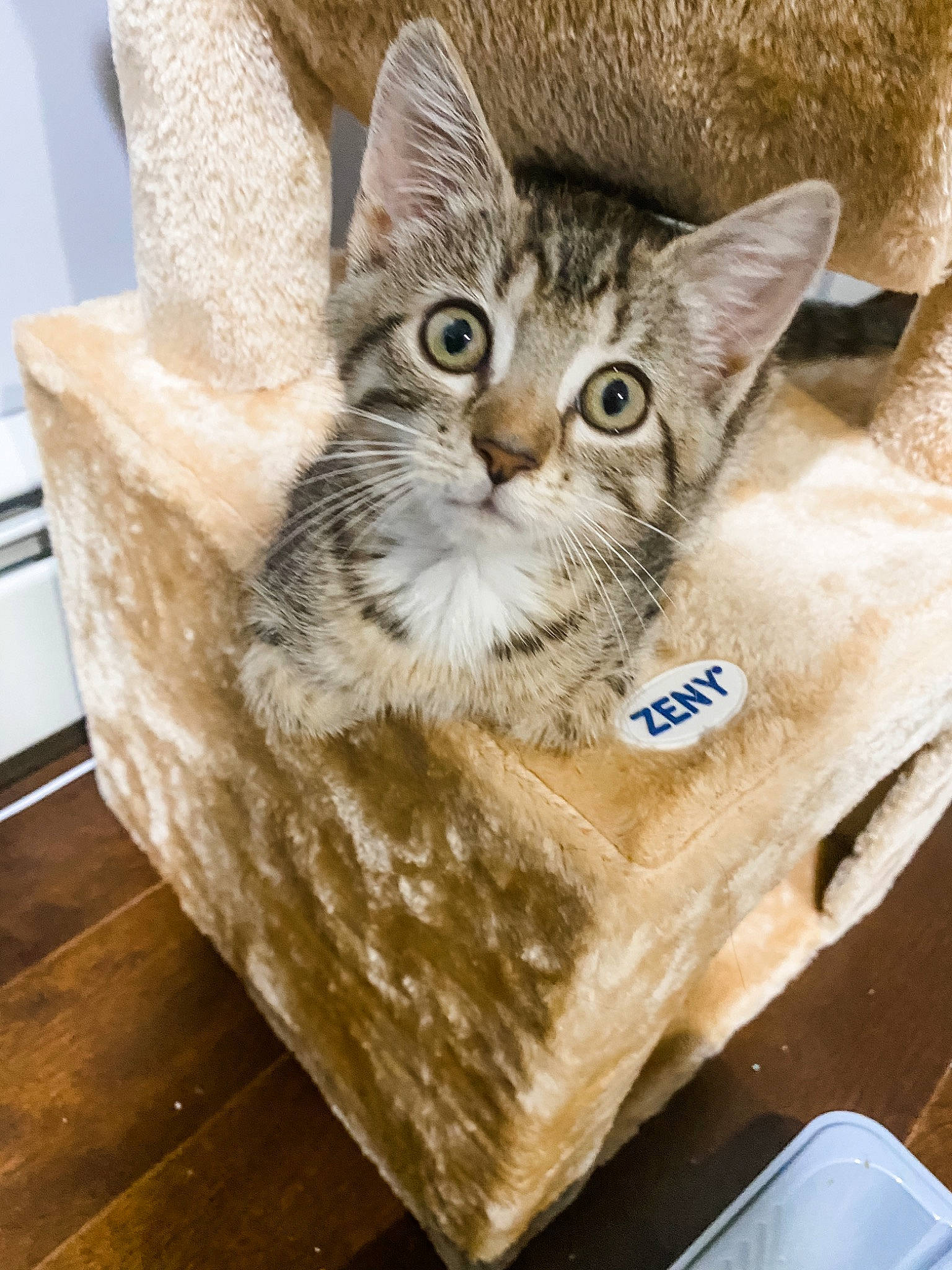 Luna is registered to the contest to win money with this photo: beige, carnivore, cat, cat_furniture, cat_supply, domestic_short_haired_cat, felidae, packaging_and_labeling, pet_supply, small_to_medium_sized_cats, snout, tabby_cat, vertebrate, whiskers