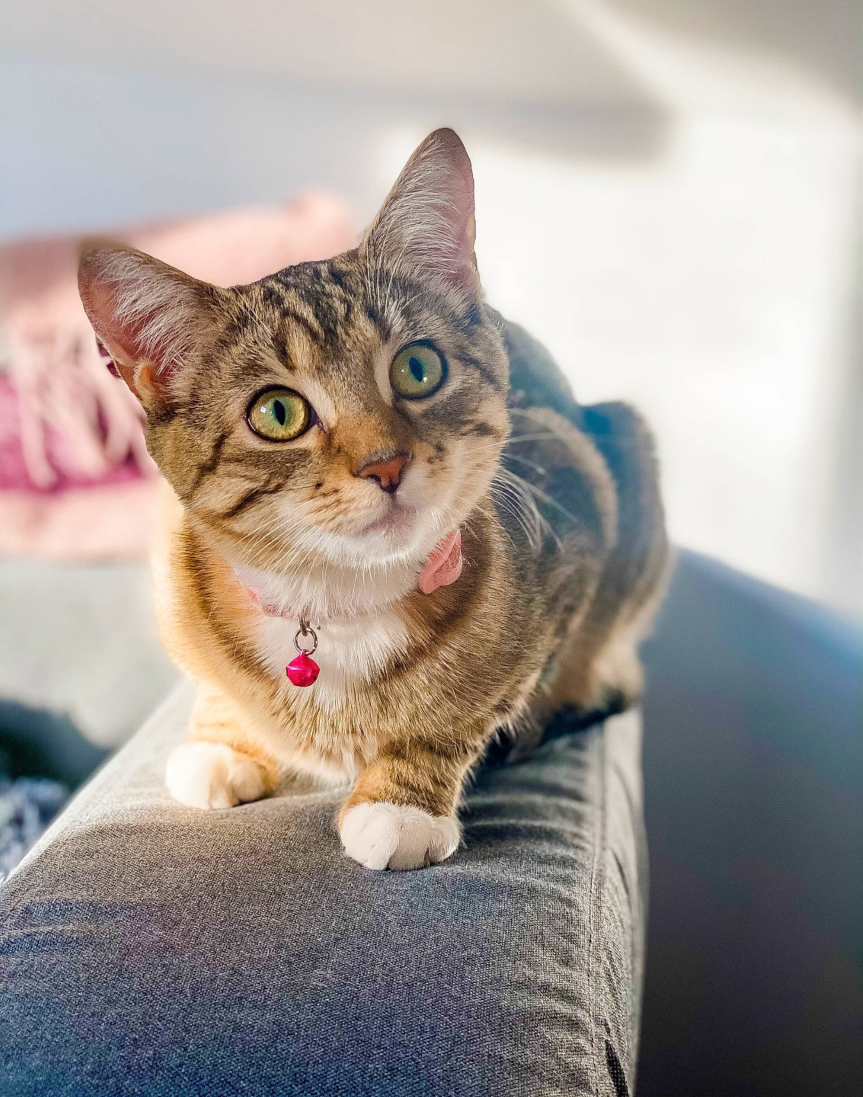 Luna joined the competition — help win amazing prizes! carnivore, cat, comfort, couch, domestic_short_haired_cat, fawn, felidae, foot, fur, kitten, small_to_medium_sized_cats, snout, tabby_cat, toe, vertebrate, whiskers