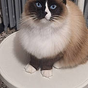 Flanelle a rejoint le concours — aidez-le/la à gagner de superbes lots ! cat, blue_eyes, fluffy, sitting, stool, white_stool, indoor, radiator, floor_tiles, terrazzo_floor, pet, animal, feline, whiskers, cute, domestic_cat, brown_fur, white_paws, portrait, curious