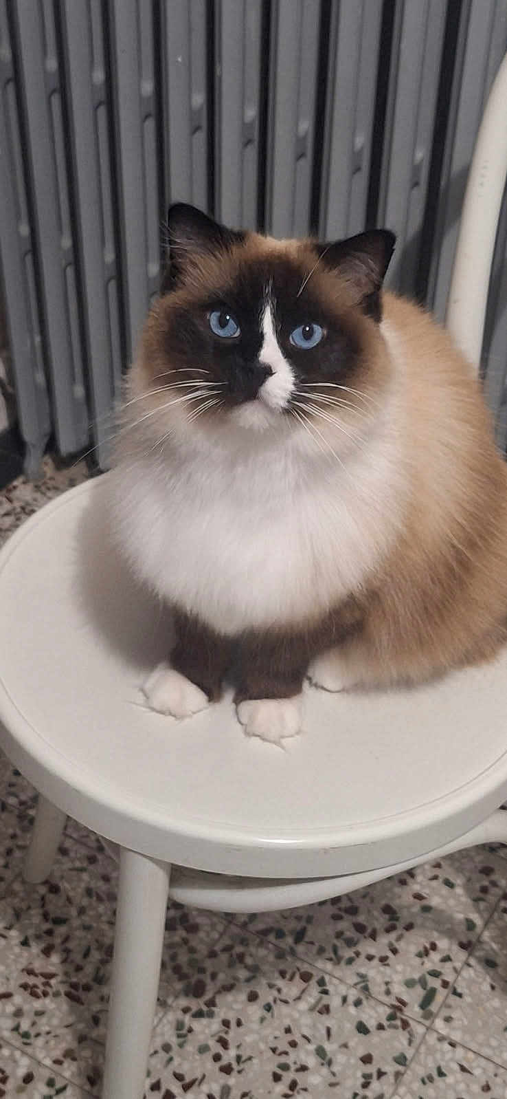 Flanelle a rejoint le concours — aidez-le/la à gagner de superbes lots ! cat, blue_eyes, fluffy, sitting, stool, white_stool, indoor, radiator, floor_tiles, terrazzo_floor, pet, animal, feline, whiskers, cute, domestic_cat, brown_fur, white_paws, portrait, curious