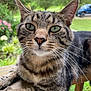 animal, cat, close_up, daylight, ears, feline, flower, focus, garden, grass, green_eyes, nature, outdoor, pet, portrait, relaxed, tabby, vehicle, whiskers, wood