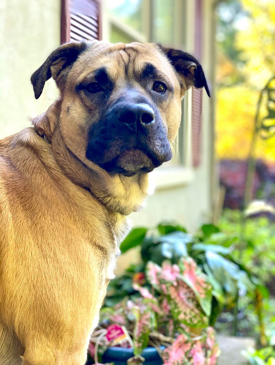 Leo is registered to the contest to win money with this photo: canidae, carnivore, collar, companion_dog, dog, dog_breed, dog_collar, fawn, flower, grass, guard_dog, non_sporting_group, plant, snout, sporting_group, terrestrial_animal, whiskers, working_animal, working_dog, wrinkle