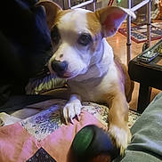 Luna joined the competition — help win amazing prizes! adult, animal, baby, bulldog, canine, couch, dog, electronics, furniture, head, hound, indoors, interiordesign, male, mobilephone, person, pet, phone, puppy, wood
