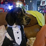 Jack is registered to the contest to win money with this photo: animal, appliance, architecture, building, canine, ceilingfan, clothing, couch, dog, footwear, furniture, hound, indoors, livingroom, person, pet, pointer, puppy, room, shoe