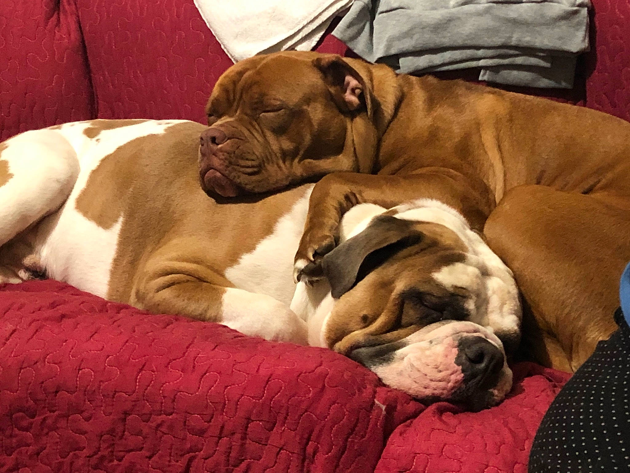 Scooby And Nala joined the competition — help win amazing prizes! bored, boxer, canidae, carnivore, collar, comfort, companion_dog, dog, dog_breed, dog_collar, dog_supply, fawn, fur, liver, snout, sporting_group, whiskers, white_english_bulldog, working_animal, wrinkle