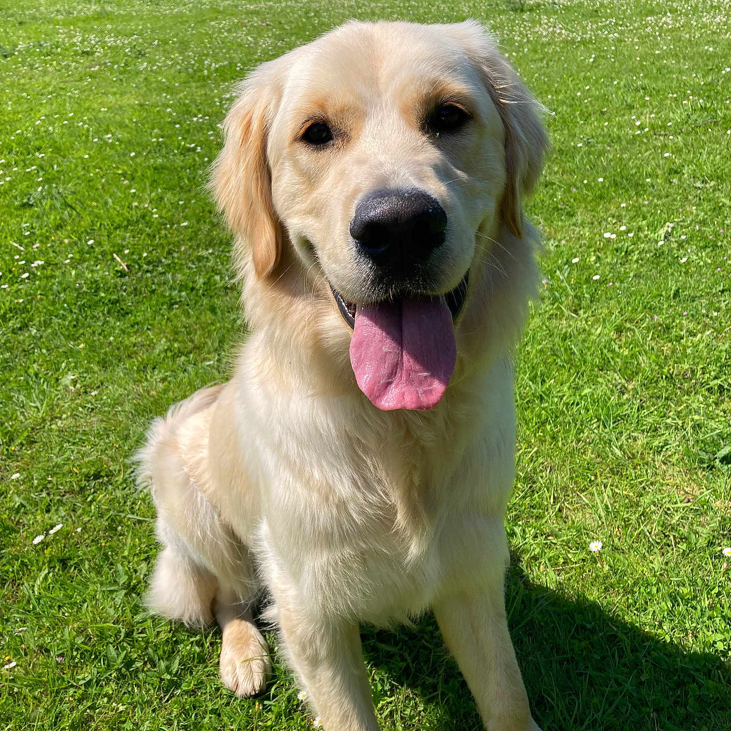 Unik a rejoint le concours — aidez-le/la à gagner de superbes lots ! animal, bodypart, canine, dog, field, goldenretriever, grass, grassland, green, labradorretriever, lawn, mouth, nature, outdoors, park, person, pet, plant, puppy, whitedog