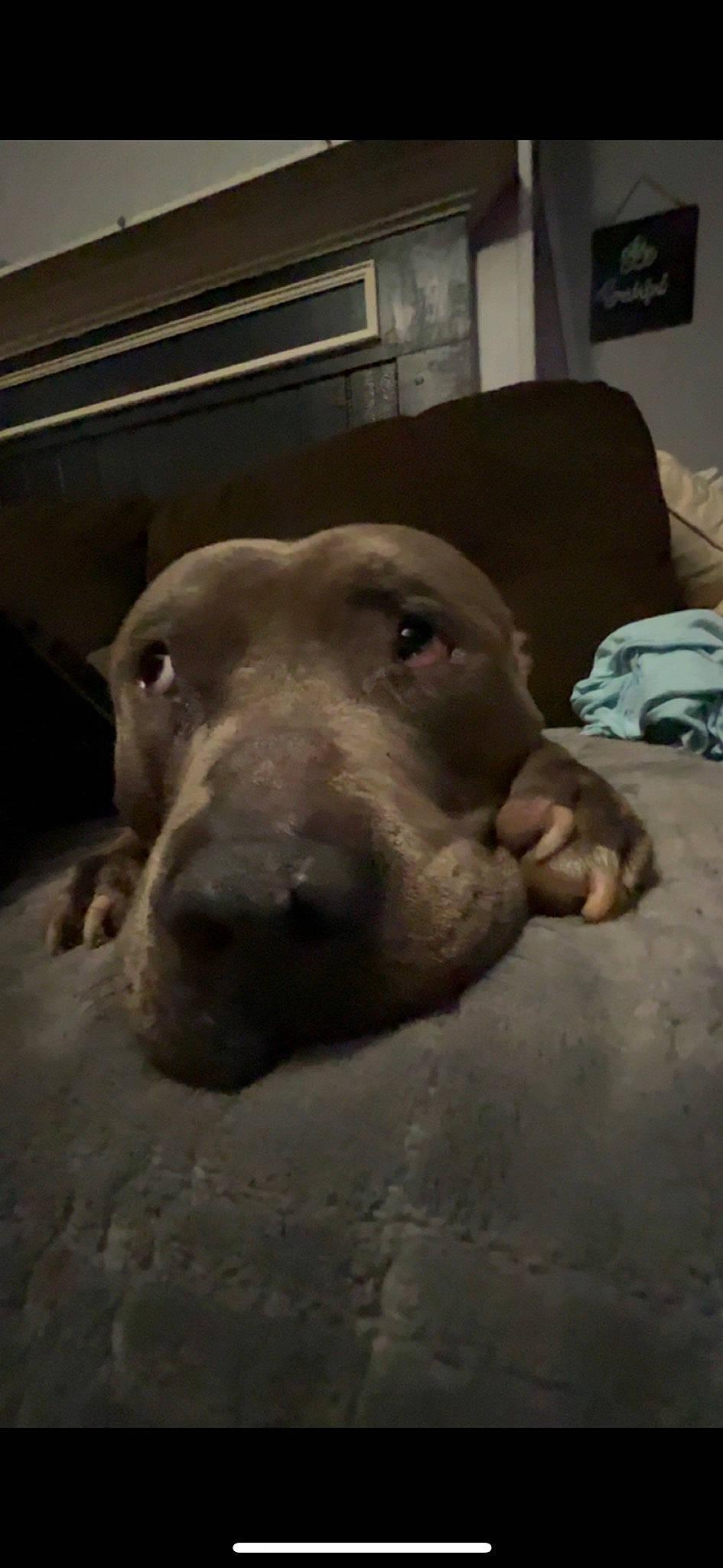 Cupcake joined the competition — help win amazing prizes! bag, canidae, carnivore, companion_dog, couch, dog, dog_breed, fawn, guard_dog, luggage_and_bags, metal, non_sporting_group, picture_frame, sky, snout, sporting_group, terrestrial_animal, whiskers, working_animal