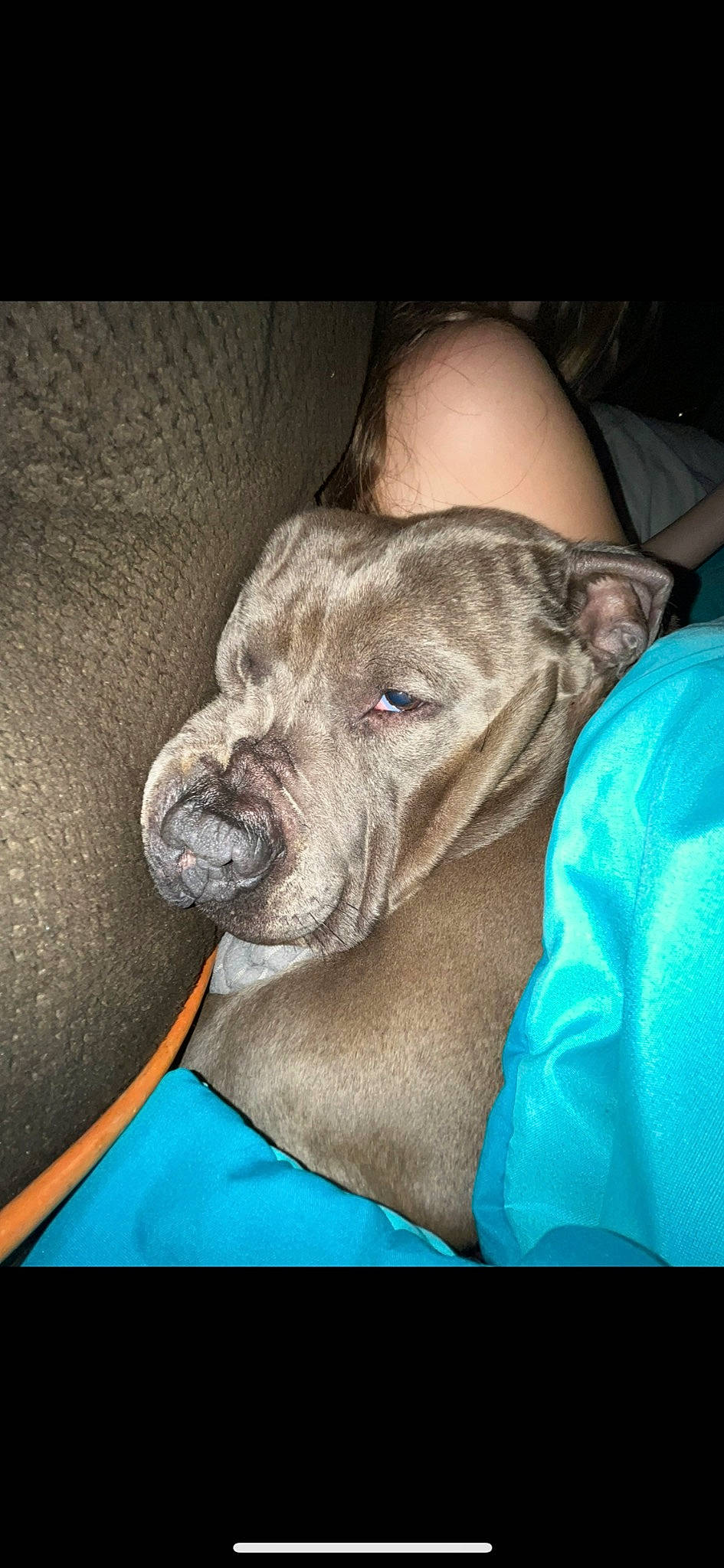 Cupcake is registered to the contest to win money with this photo: canidae, carnivore, collar, comfort, companion_dog, dog, dog_breed, electric_blue, fawn, guard_dog, non_sporting_group, painting, rampur_greyhound, sighthound, snout, sporting_group, terrestrial_animal, whiskers, working_animal, wrinkle