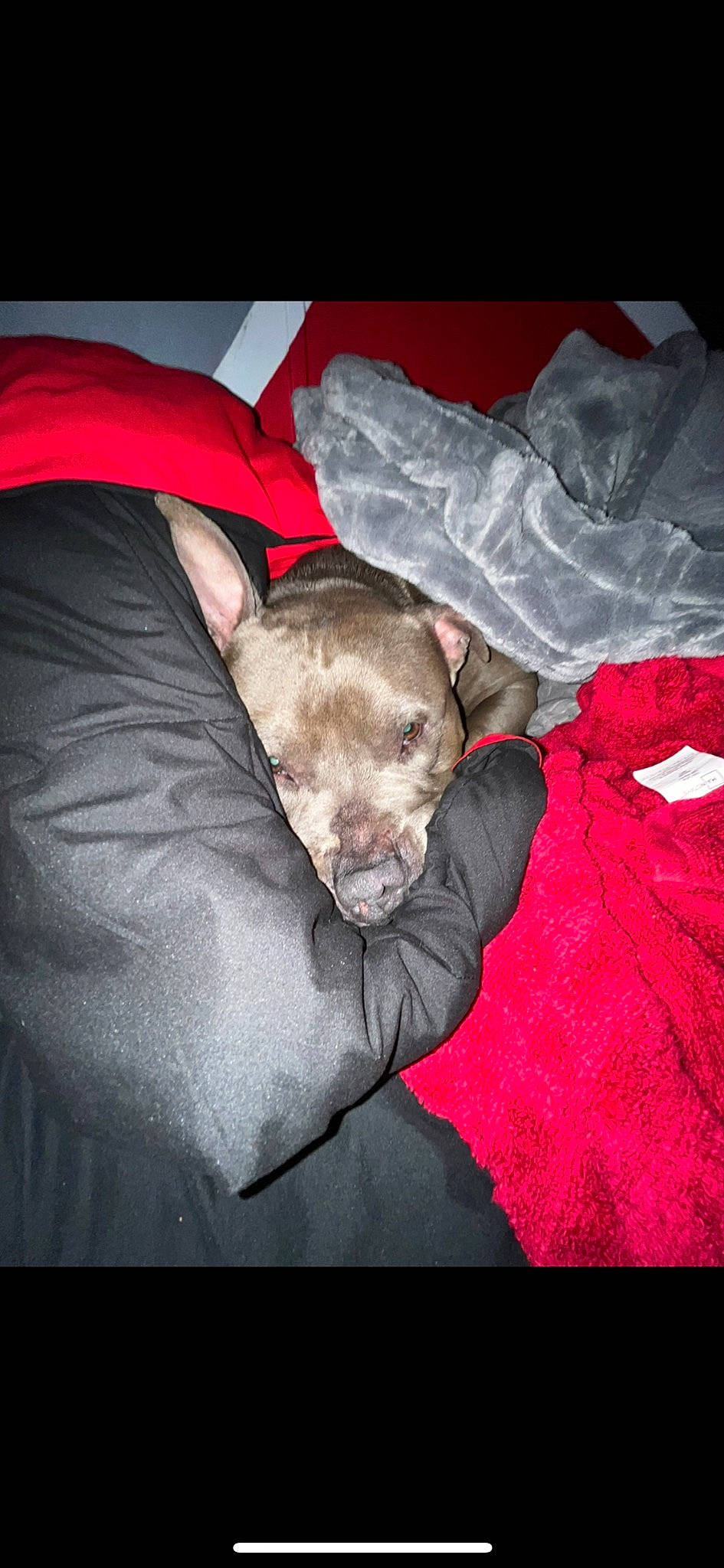 Cupcake is registered to the contest to win money with this photo: bedding, canidae, carmine, carnivore, comfort, companion_dog, darkness, dog, dog_breed, dog_supply, duvet, fur, grey, linens, nap, sleeve, sporting_group, t_shirt, toy_dog, whiskers