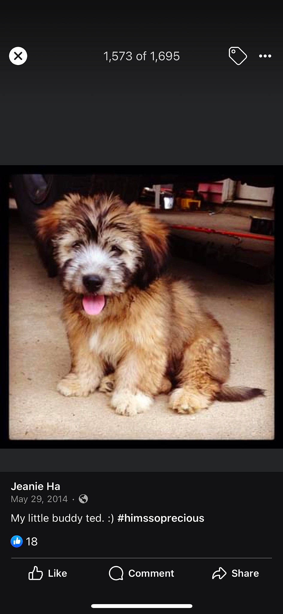 Ted is registered to the contest to win money with this photo: canidae, carnivore, companion_dog, dog, dog_breed, fur, liver, non_sporting_group, photo_caption, puppy, snout, sporting_group, terrestrial_animal, toy_dog, water_dog, whiskers