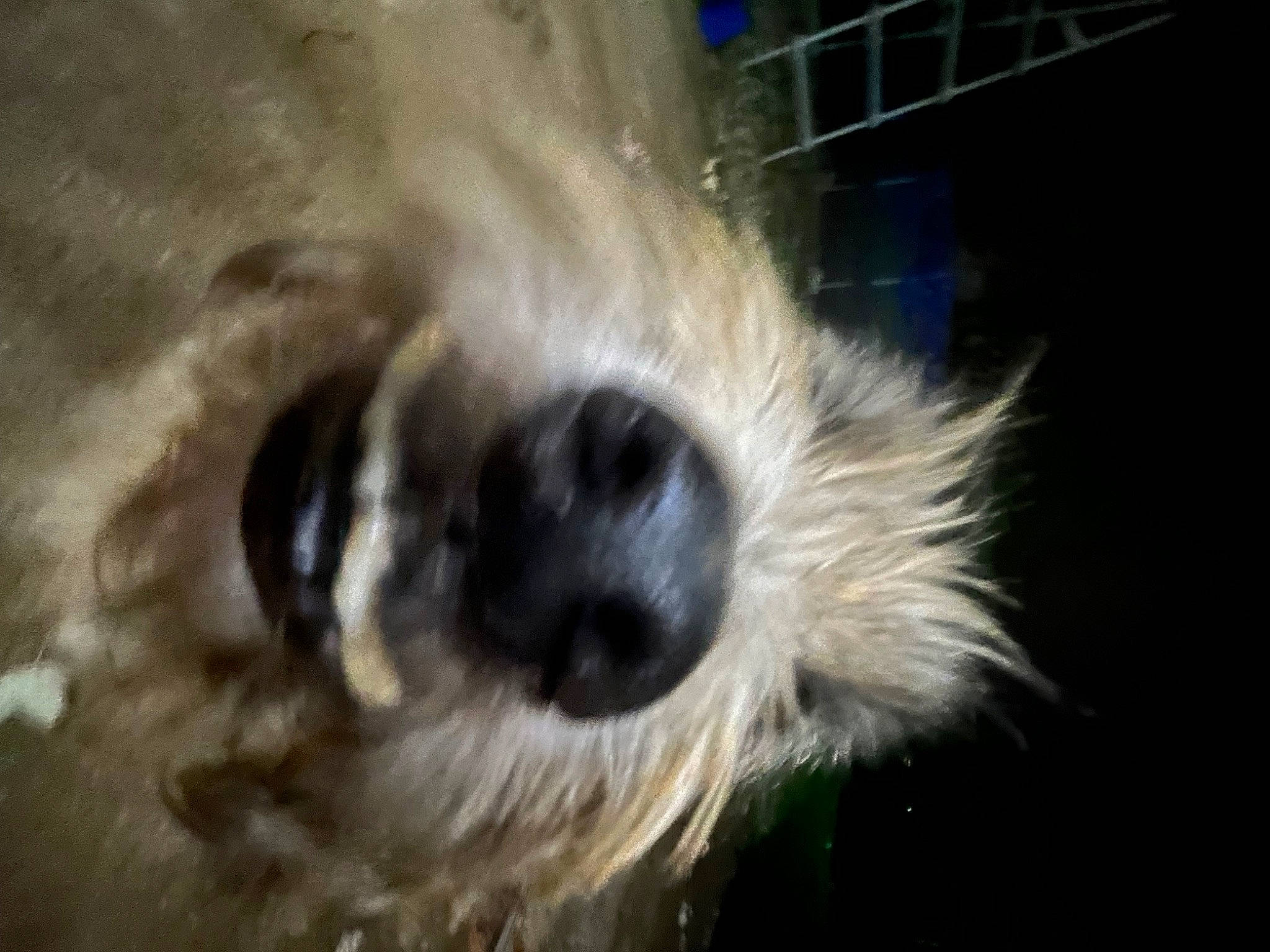 Ted is registered to the contest to win money with this photo: canidae, carnivore, companion_dog, dog, dog_breed, fawn, fur, golden_retriever, macro_photography, non_sporting_group, small_terrier, snout, sporting_group, tail, terrier, toy_dog, whiskers, working_animal