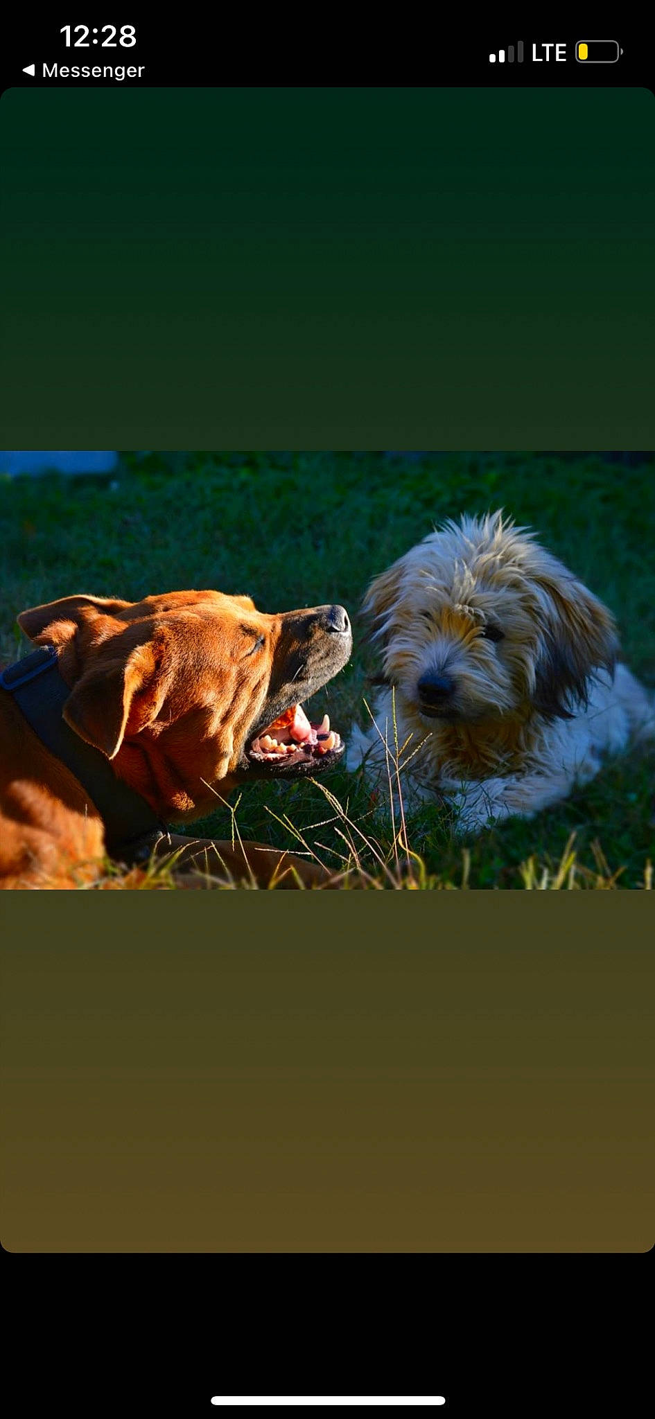 Ted joined the competition — help win amazing prizes! ancient_dog_breeds, animal_sports, bovine, canidae, carnivore, companion_dog, dog, dog_breed, dog_sports, grass, grassland, landscape, liver, pack_animal, painting, snout, sporting_group, terrier, wildlife, working_animal