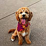 Dottie joined the competition — help win amazing prizes! animal, bandana, brown, canine, companion, concrete, cute, dog, friendly, fur, happy, outdoor, pet, playful, portrait, puppy, sitting, tongue_out, white_markings, young