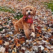 Dottie is registered to the contest to win money with this photo: animal, autumn_leaves, canine, colorful, cute, daylight, dog, fall, fur, grass, happy, leaf_pile, nature, outdoor, park, pet, playful, seasonal, tongue_out, young_dog