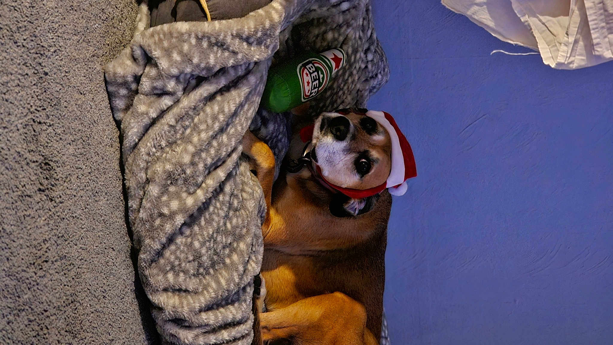 Nova