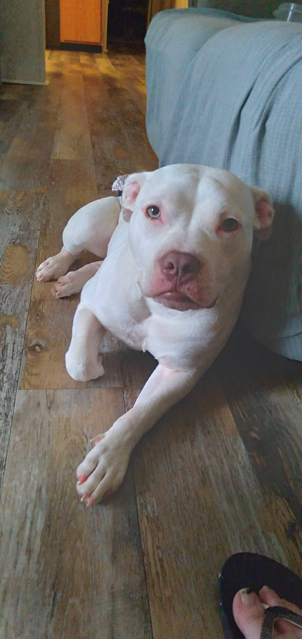 Nora Gene joined the competition — help win amazing prizes! canidae, carnivore, companion_dog, dog, dog_breed, dogo_argentino, dogo_guatemalteco, fawn, flooring, hardwood, pet_supply, plank, snout, sporting_group, tail, terrestrial_animal, whiskers, wood, wood_stain, working_animal