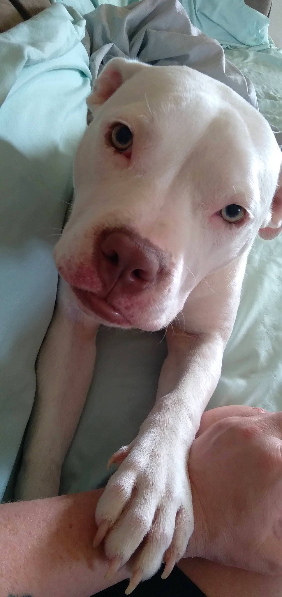 Nora Gene is registered to the contest to win money with this photo: canidae, carnivore, close_up, companion_dog, dog, dog_breed, dogo_argentino, ear, fang, fawn, flesh, gesture, livestock, nail, snout, sporting_group, terrestrial_animal, whiskers, white, working_animal