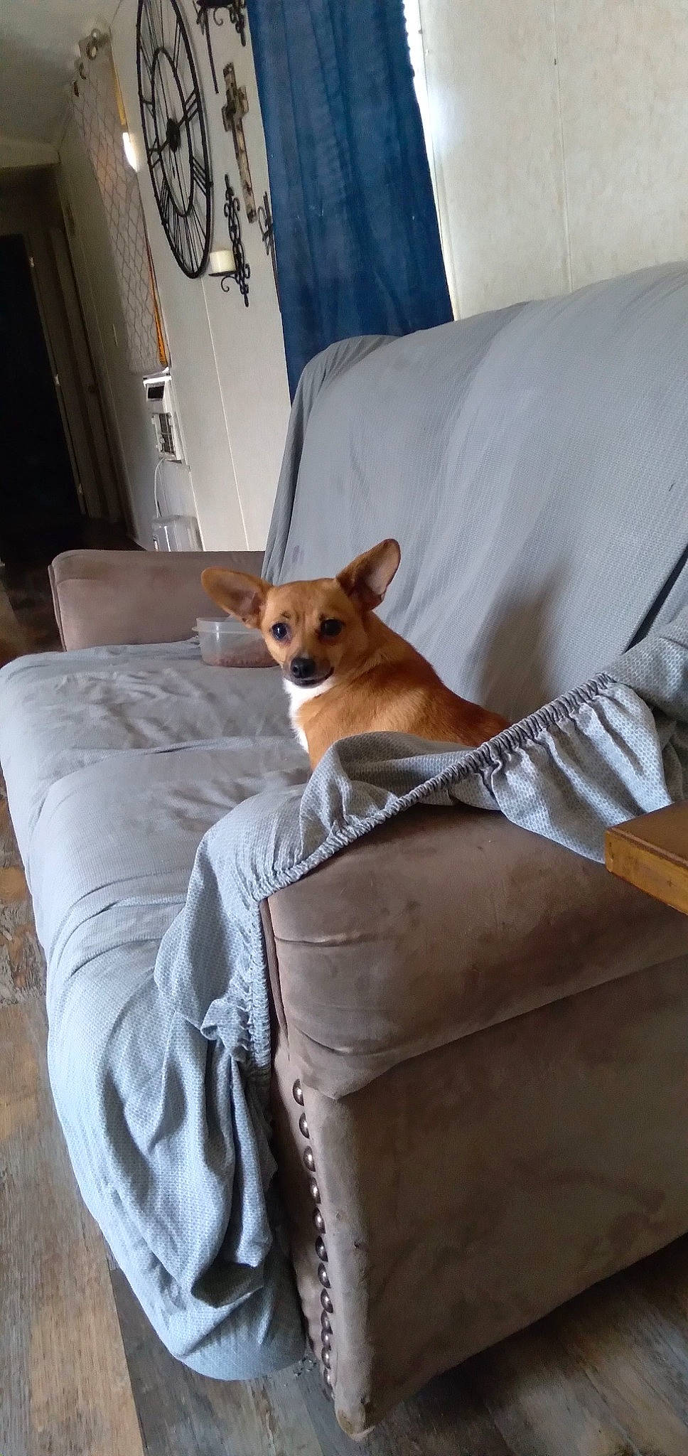 Lil-bit joined the competition — help win amazing prizes! bed, brown, carnivore, comfort, companion_dog, couch, dog, dog_breed, dog_supply, door, fawn, floor, flooring, furniture, interior_design, linens, snout, whiskers, wood, working_animal